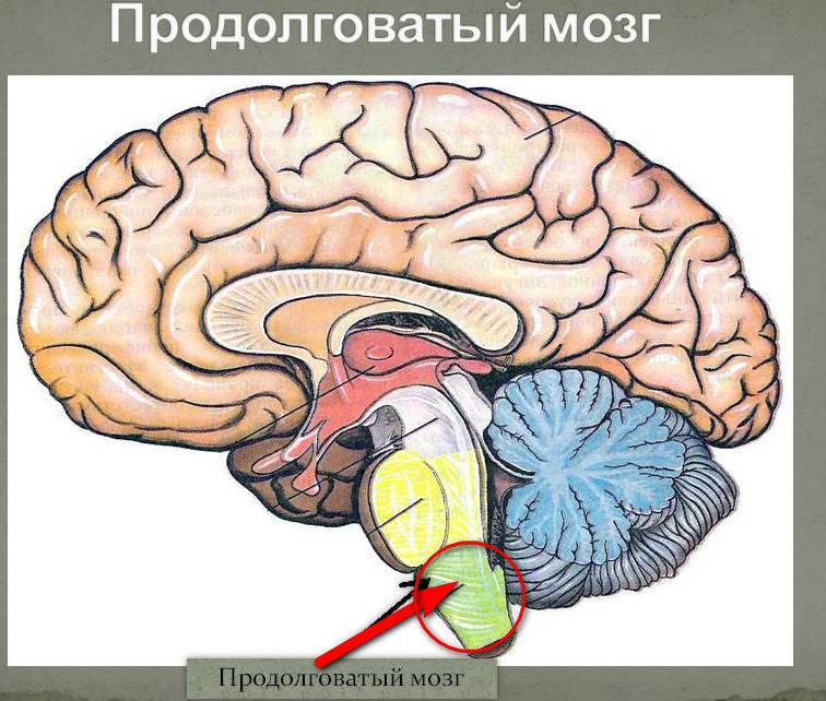Prodolgovatyj mozg
